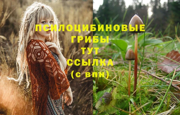 дмт Богданович